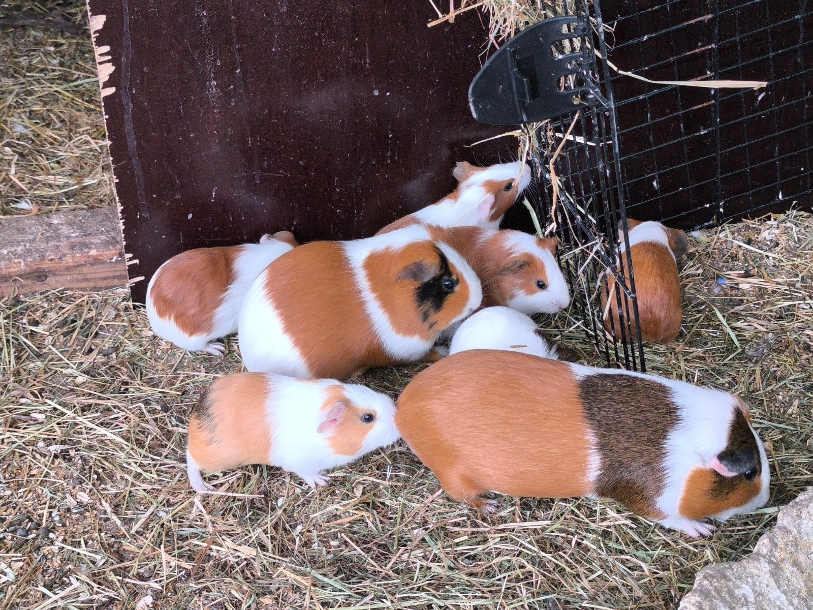 Jonge cavia's, Dieren en Toebehoren, Knaagdieren, Mei, Meerdere dieren, Cavia