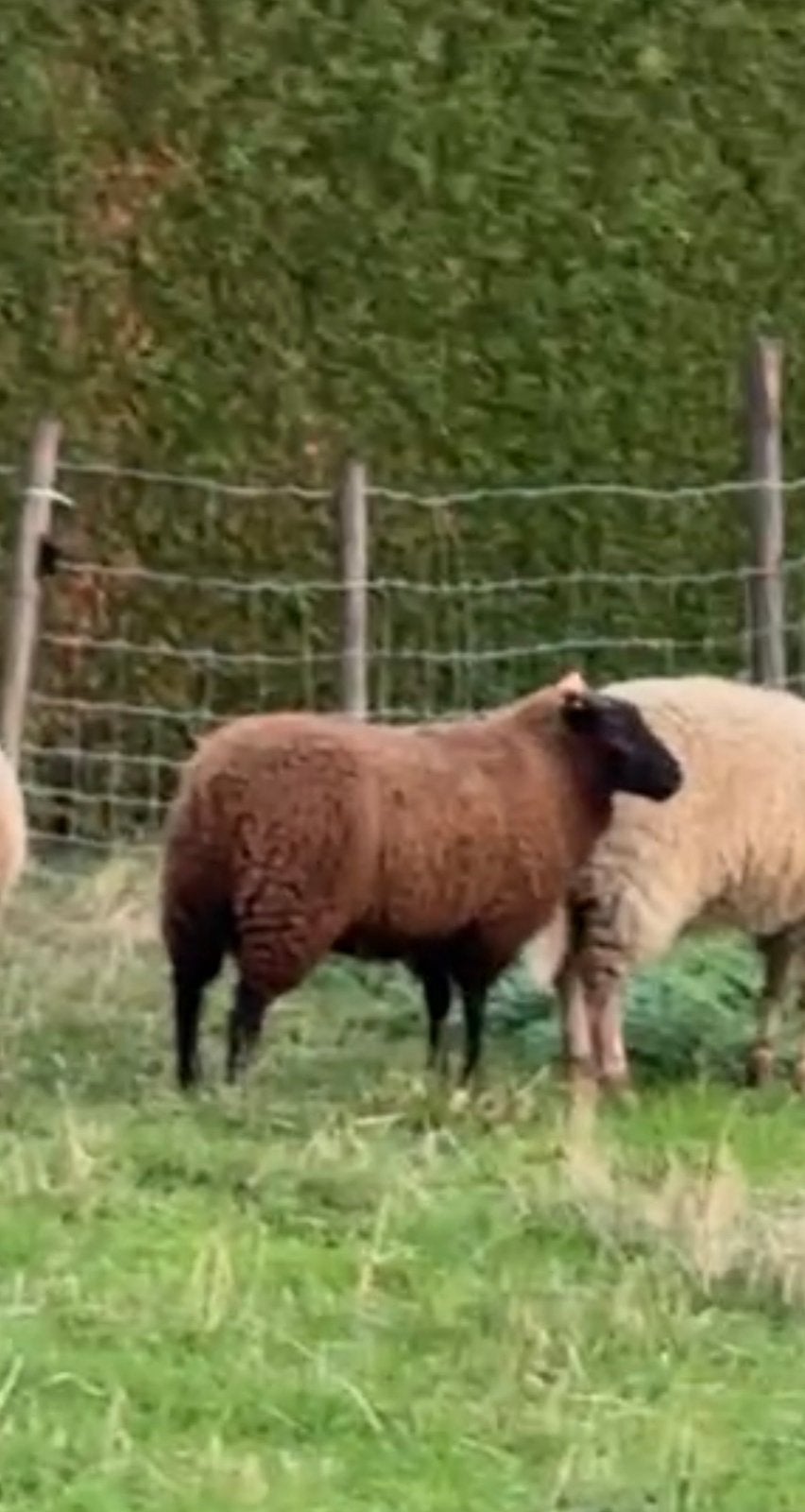 Ram Lammers, Mâle, Mouton