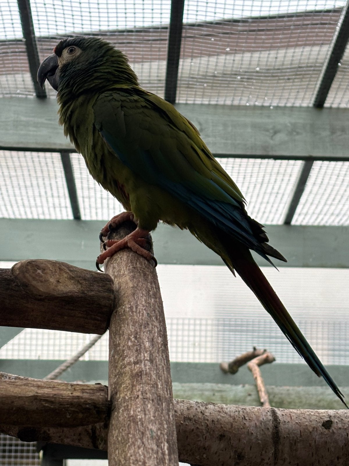 Ara maracana (man) 2 jaar oud, Dieren en Toebehoren, Mannelijk, Papegaai, Geringd