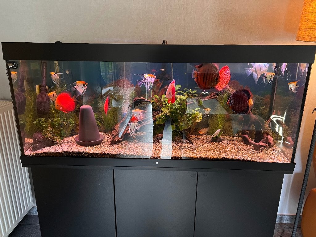 Volledige inhoud aquarium 450 liter, Dieren en Toebehoren, Ophalen, Tetra