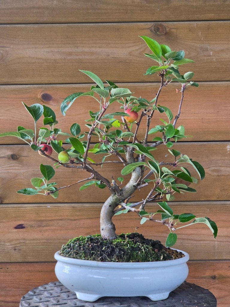 Prebonsai sierappel (Malus sylvestris) / Prebonsaï pommetier, Volle zon, Vaste plant, Lente, Ophalen