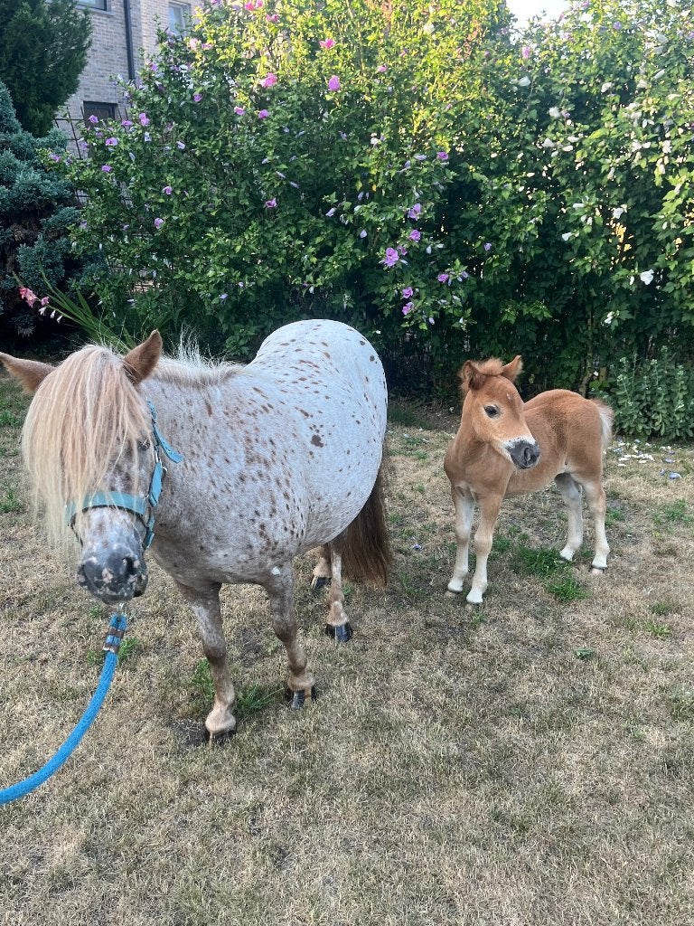 Appaloosa Merie met prachtig Merie veulentje, Avec pedigree, Poney de récréation, Ne s'applique pas, Jument