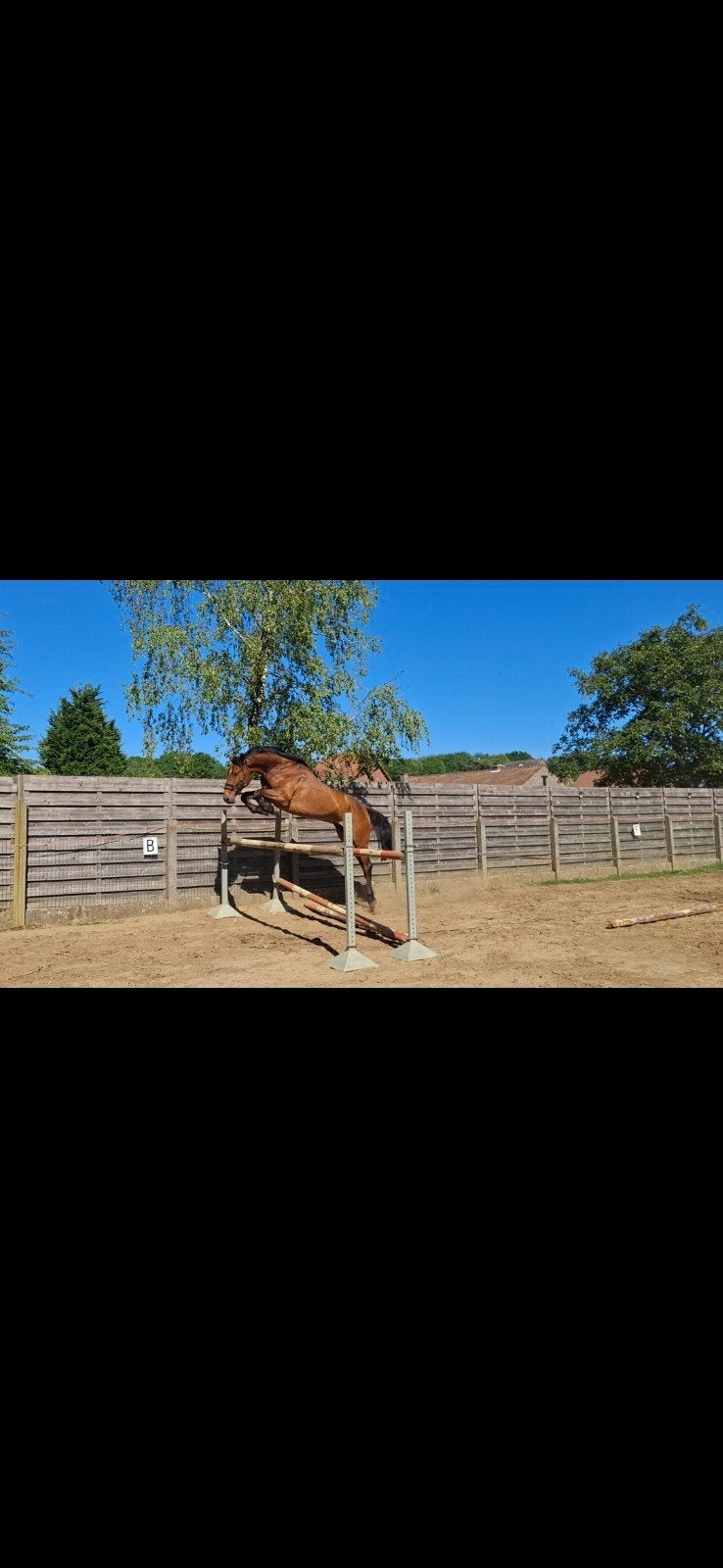Spring paard / recreatie manege, Ruin