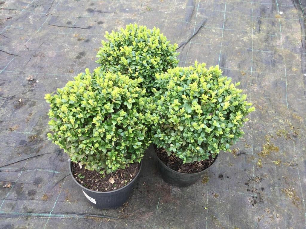 Buxus bollen, Ophalen, Buxus
