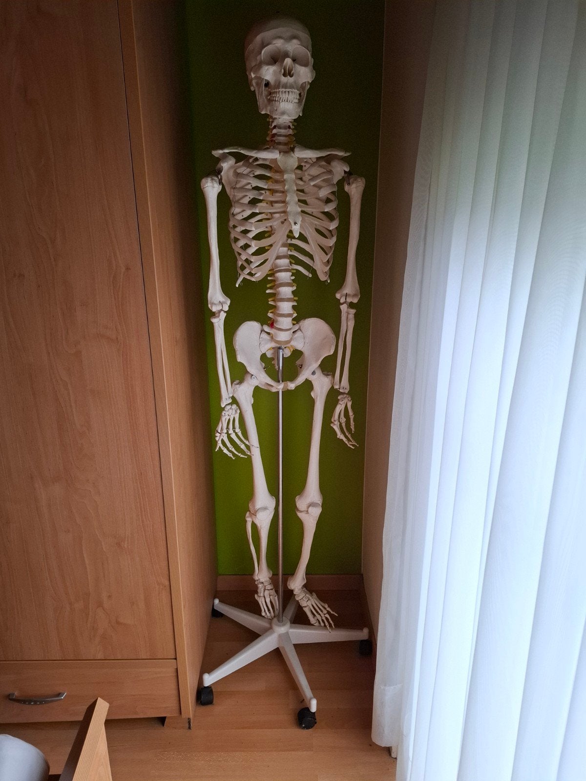 Skelet voor studenten kinesitherapie, Ophalen