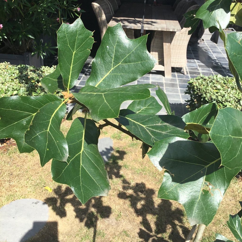 Quercus buschii seattle, Tuin en Terras, Lente, 100 tot 250 cm, Ophalen, Volle zon