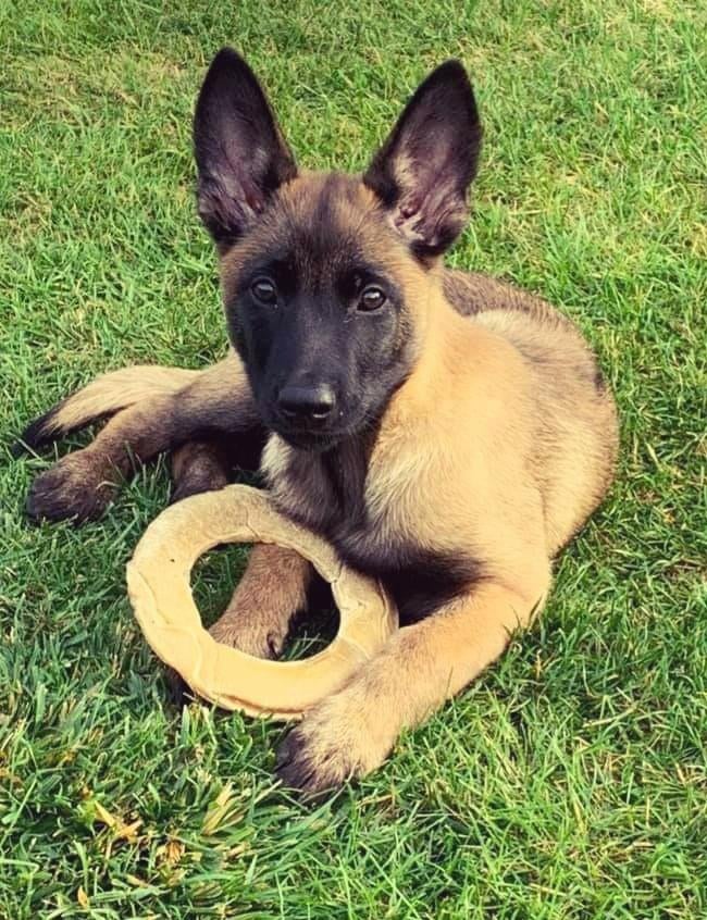 Chiots FCI de la gamme Malines, Animaux & Accessoires, Chiens | Bergers & Bouviers, 8 à 15 semaines, Plusieurs, Éleveur | Loisir