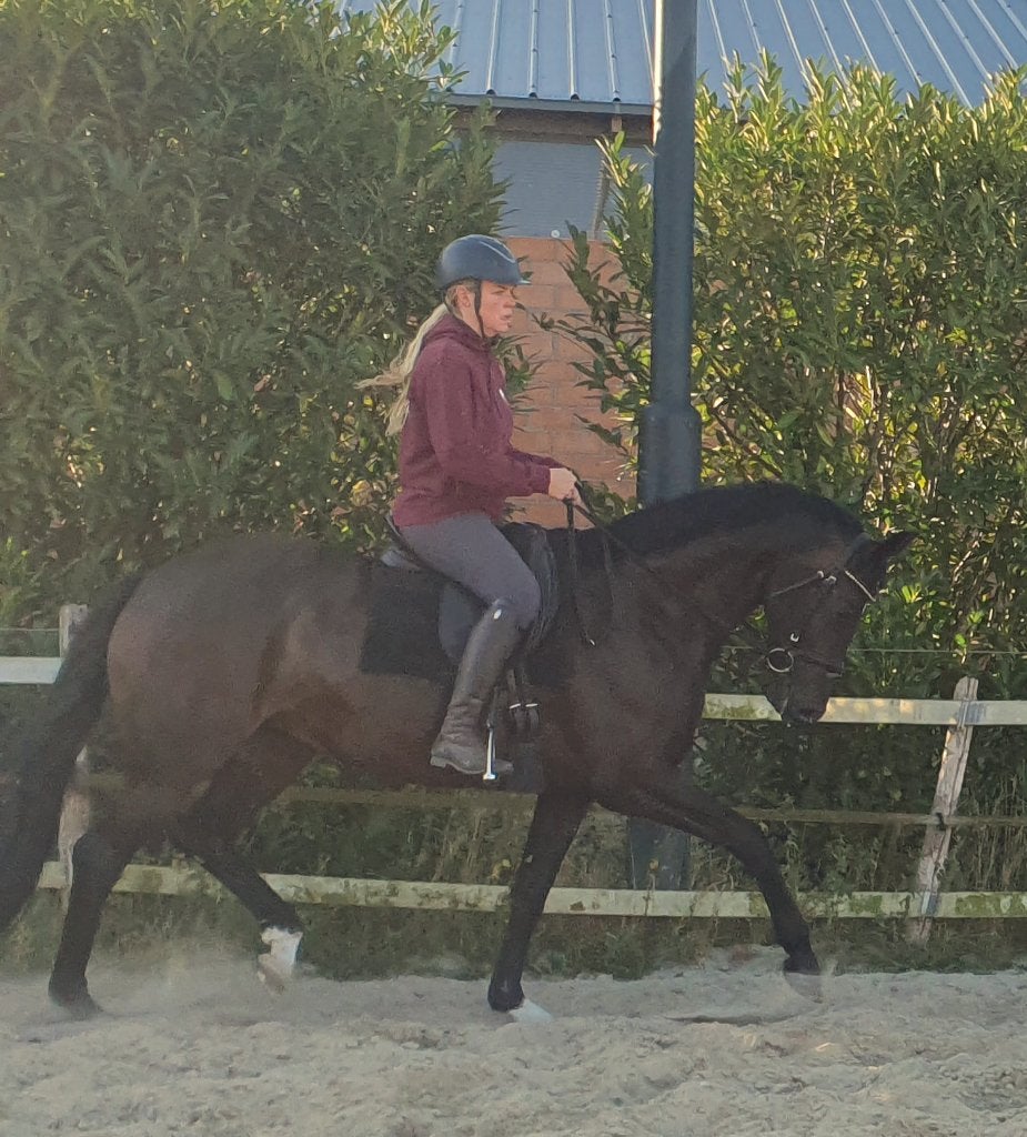 7jr bloedmooie merrie met potentieel, Merrie, Met stamboom, Dressuurpaard, L