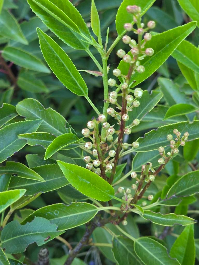 Mooie kwaliteit portugese laurierhaag OP = OP !! UITVERKOOP!, Ophalen of Verzenden, Buxus