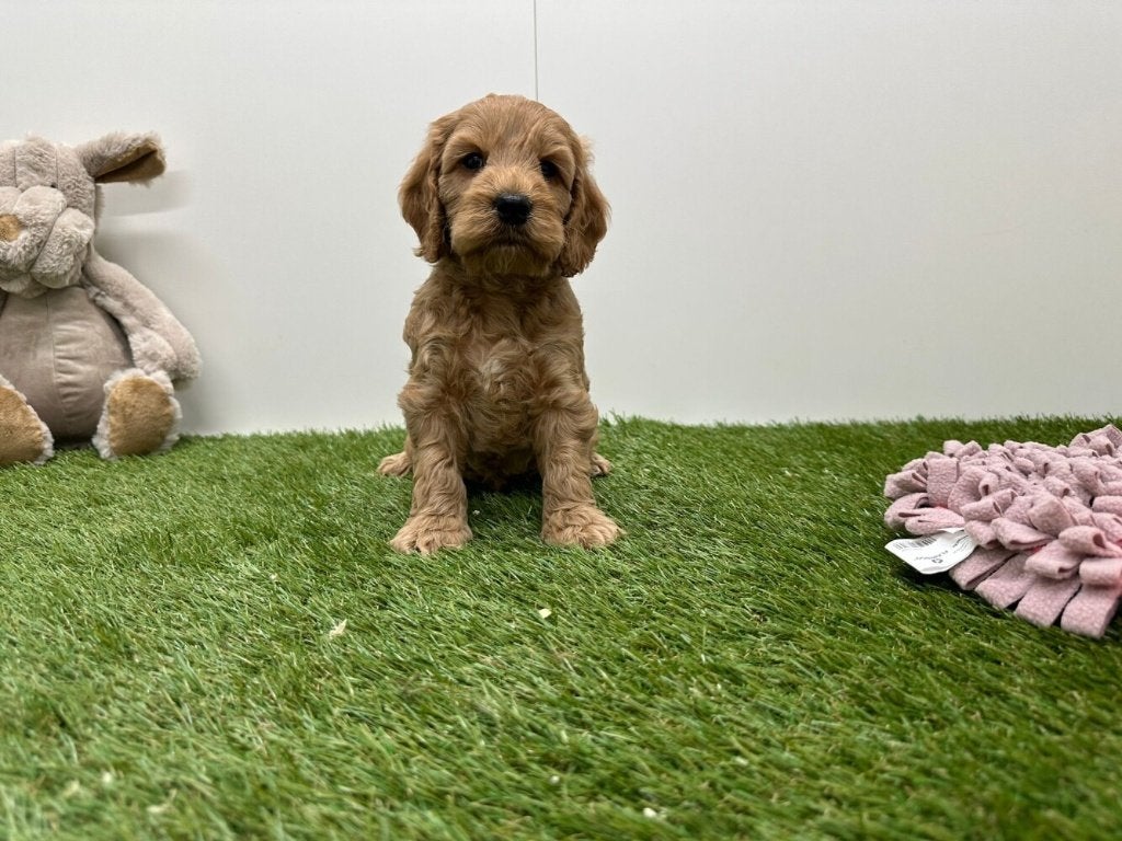 Nestje Cockapoo pups 2, Parvo, België, 8 tot 15 weken, Meerdere