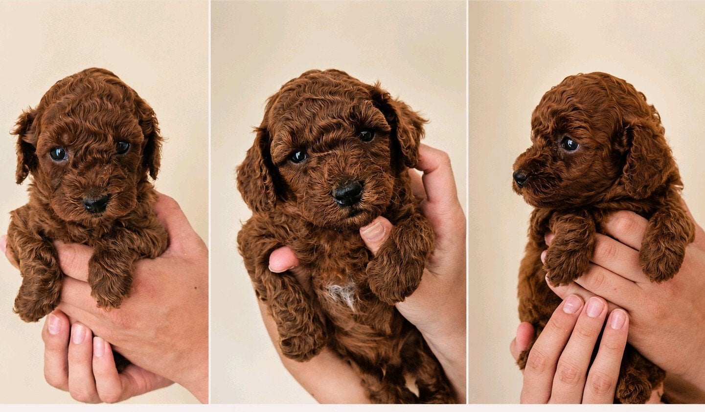 Toypoedel +Dwergpoedel Abrikoos kleur, 1 à 2 ans, Particulier, Chienne, Belgique