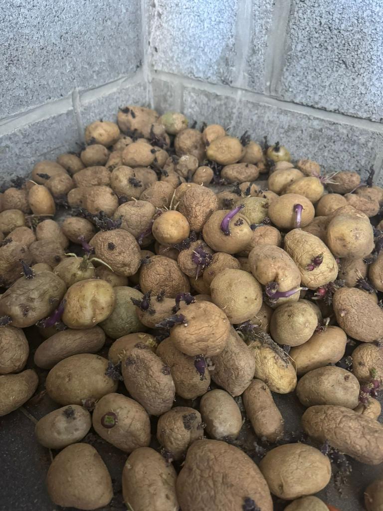 Aardappelen om te planten +-20kg pour gra, Ophalen