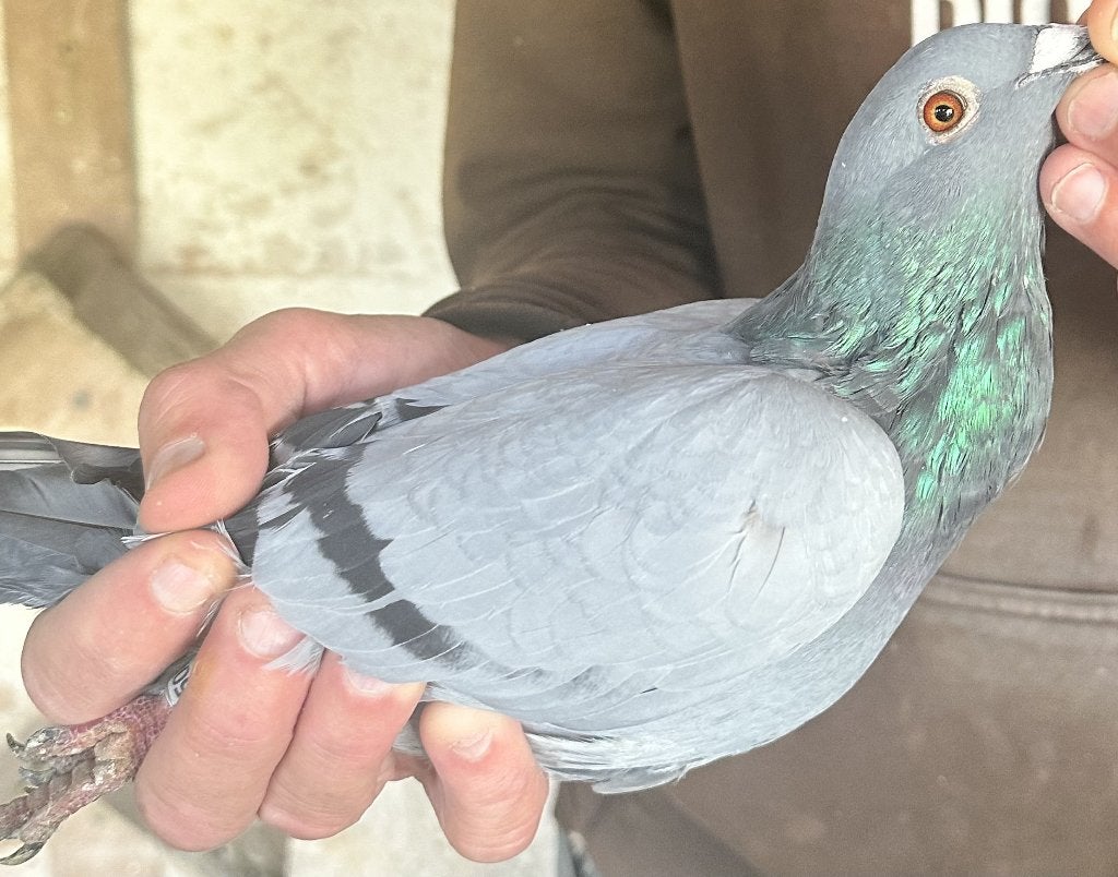 Bewezen Kweekduiven, Femelle, Pigeon voyageur