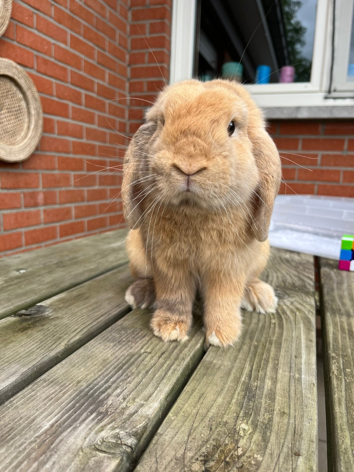Mini lop ram, Dieren en Toebehoren