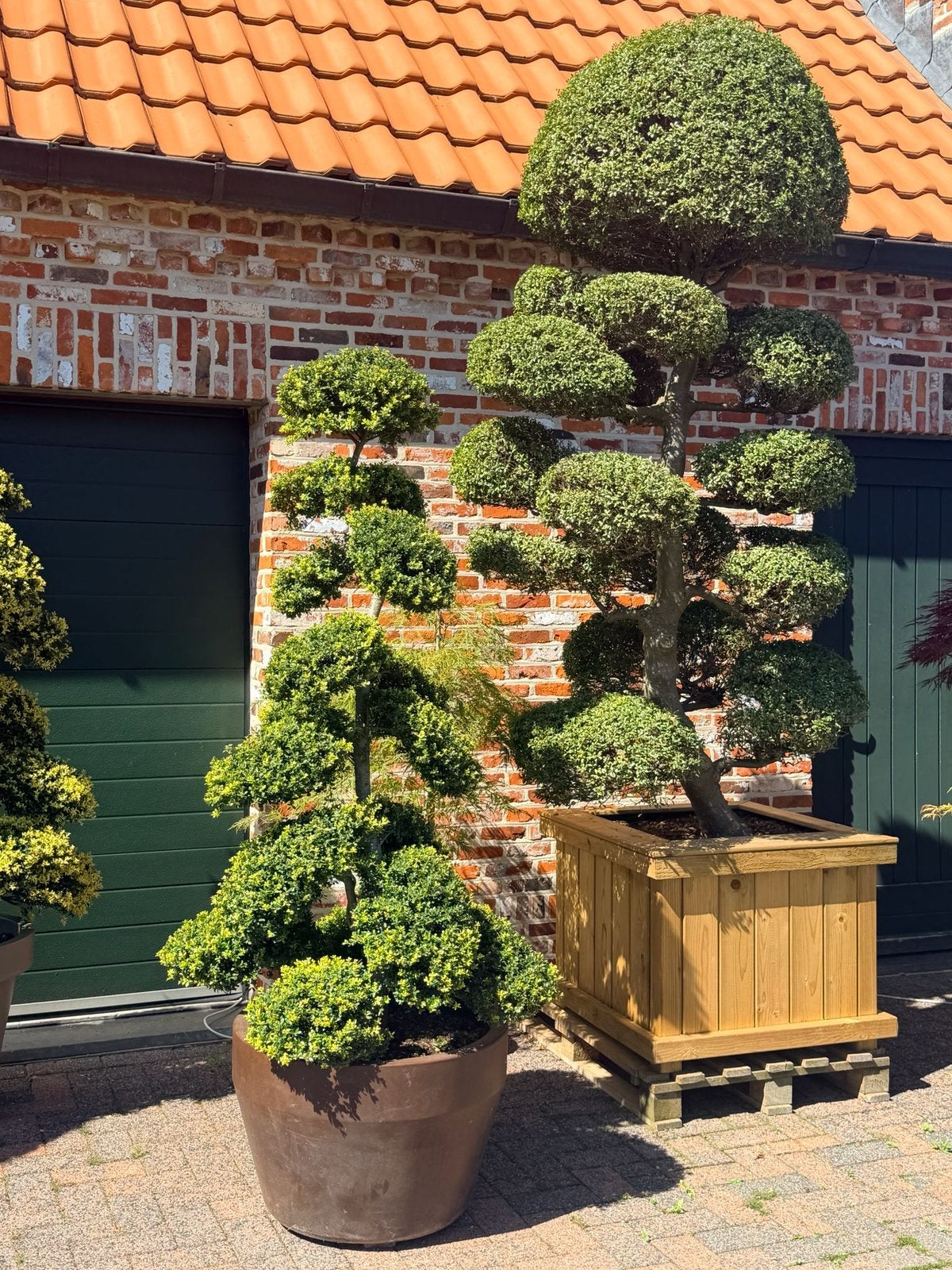 Japanse bonsai esdoorn azalea japonica 200 cm, Ophalen, In pot