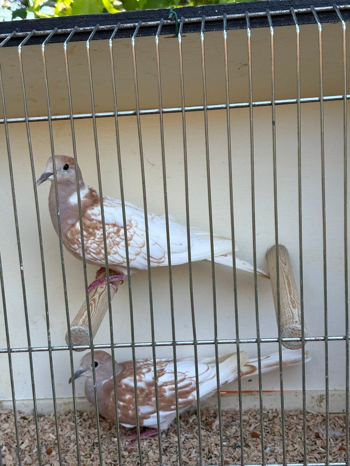 Phaeo lachduiven, Dieren en Toebehoren, Vogels | Duiven, Meerdere dieren, Tortelduif