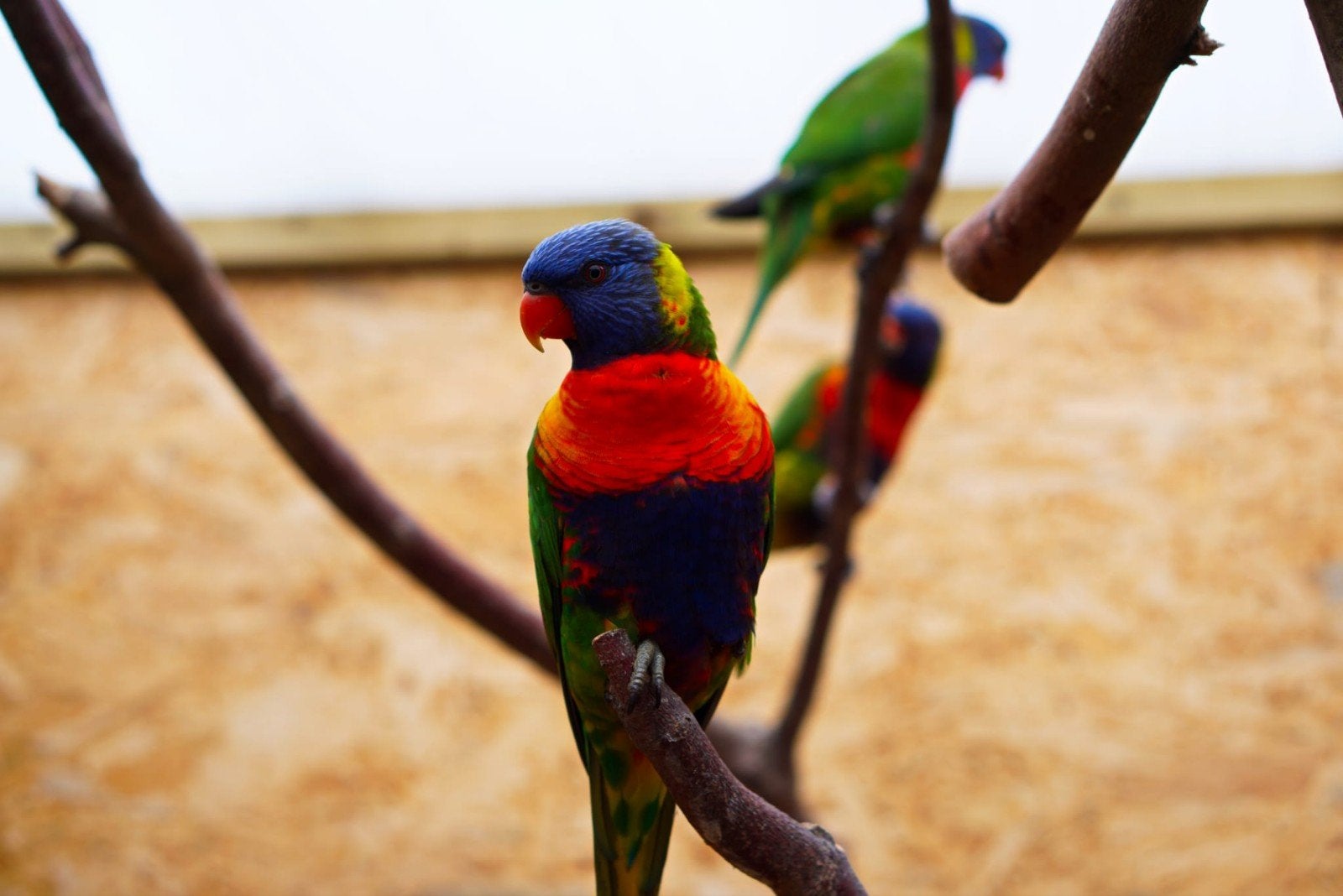 lori van de blauwe bergen, Dieren en Toebehoren, Vogels | Parkieten en Papegaaien, Vrouwelijk, Papegaai, Geringd