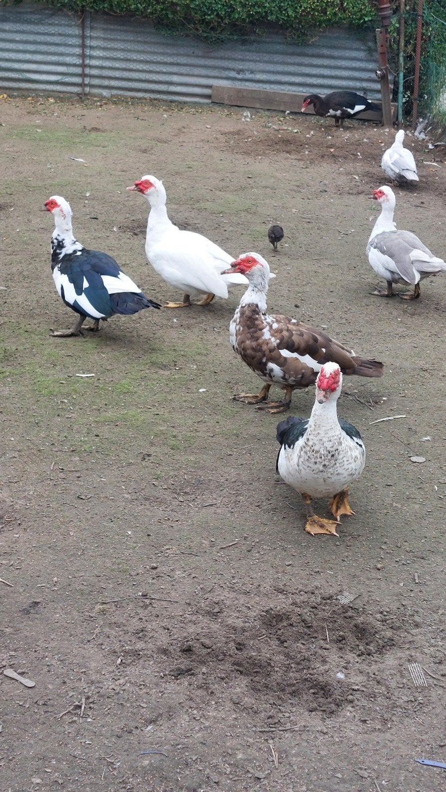 hanen eenden barberie en duiven, Dieren en Toebehoren