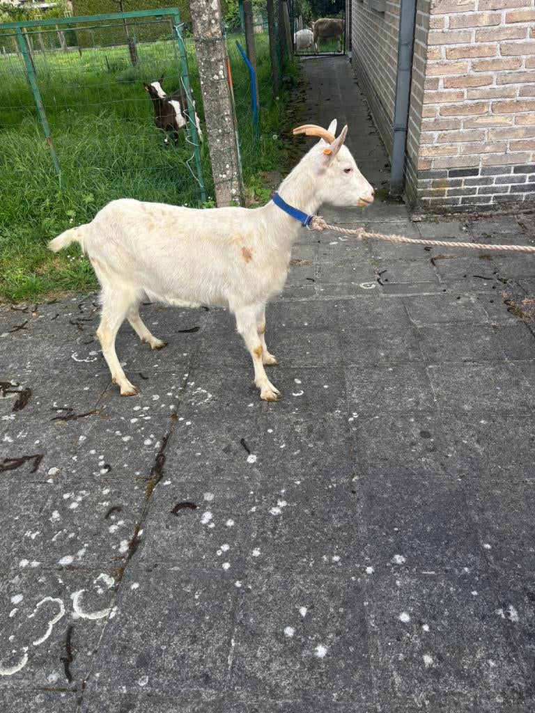 saanen melkgeit, Dieren en Toebehoren, Geit