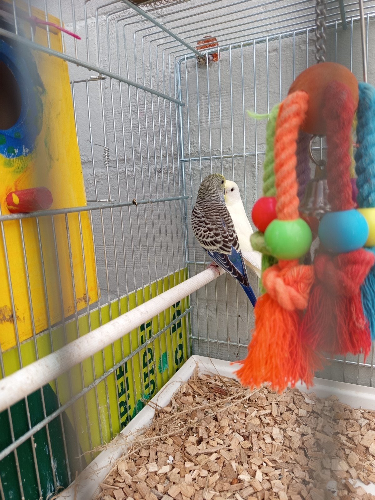Perruches, Animaux & Accessoires, Oiseaux | Perruches & Perroquets