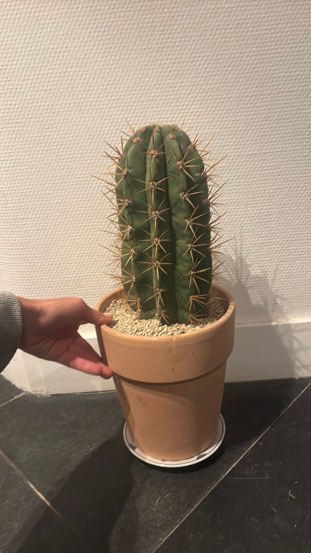 Cactus, Maison & Meubles, Plantes d'intérieur, Enlèvement, Cactus, En pot