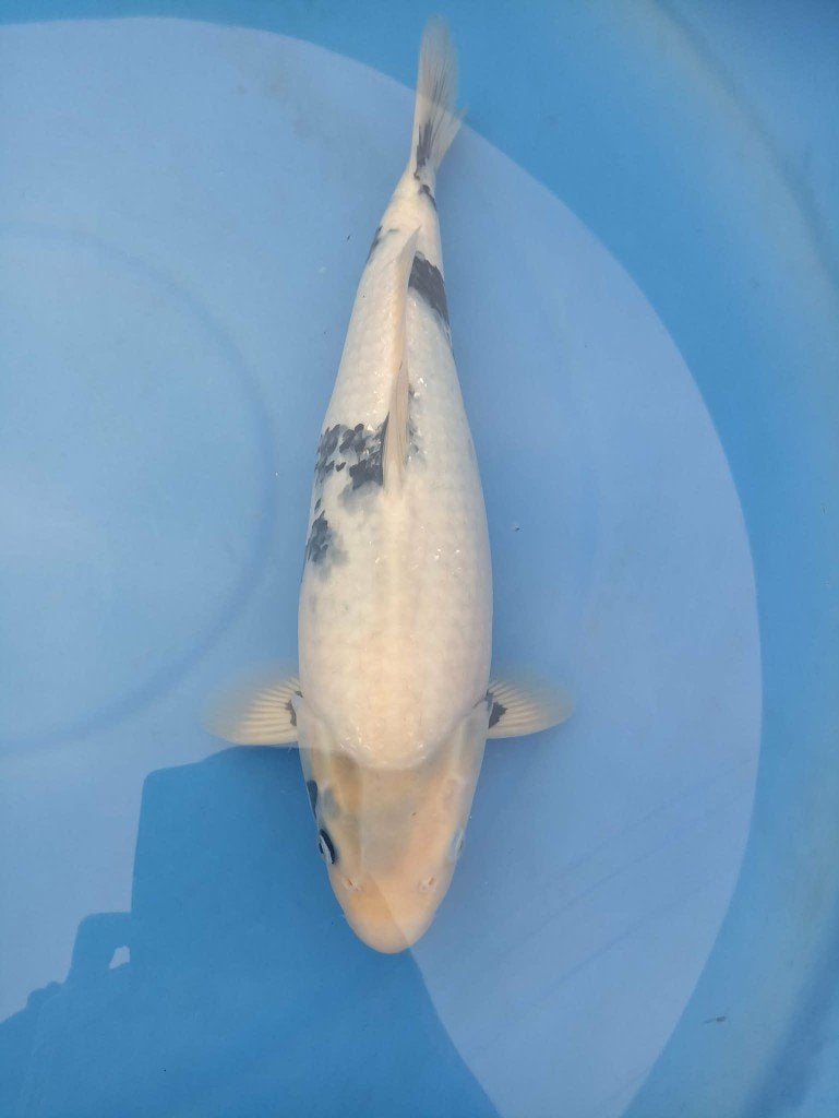 Shiro utsuri, Animaux & Accessoires, Poissons | Poissons d'étang, Carpe ou Koï