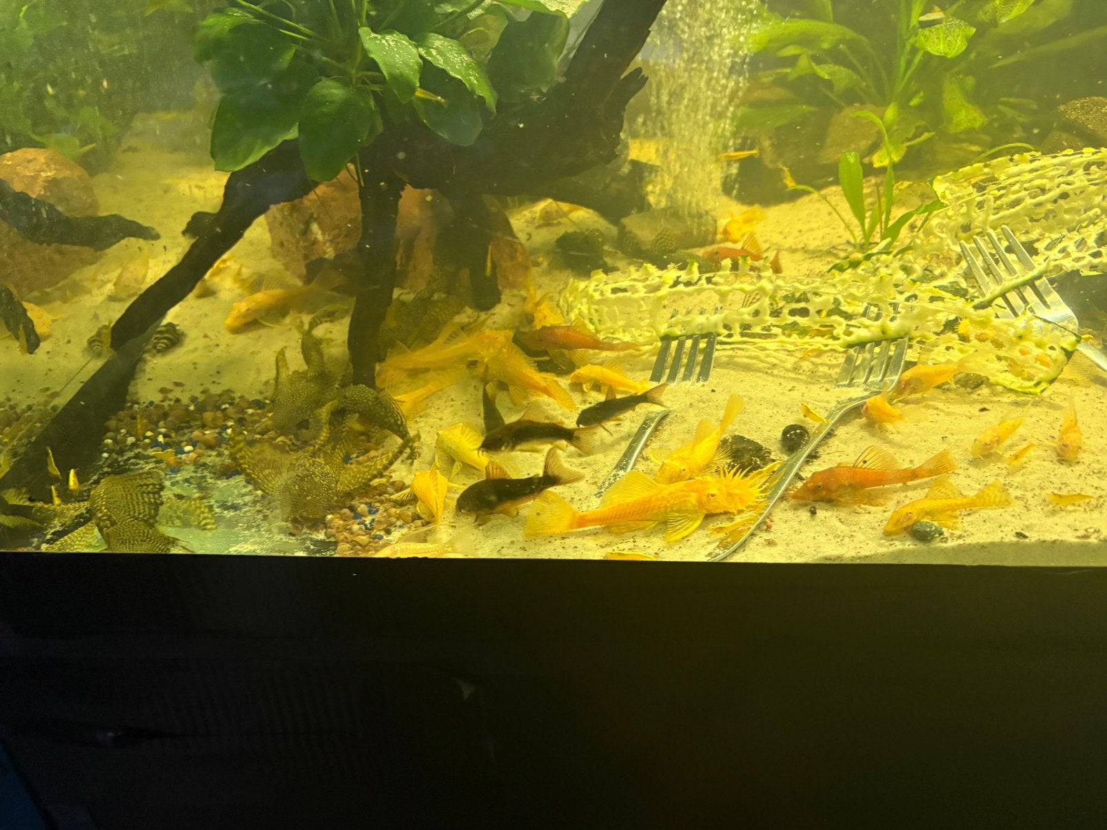 Ancistrussen geel rood zwart zwarte longfins