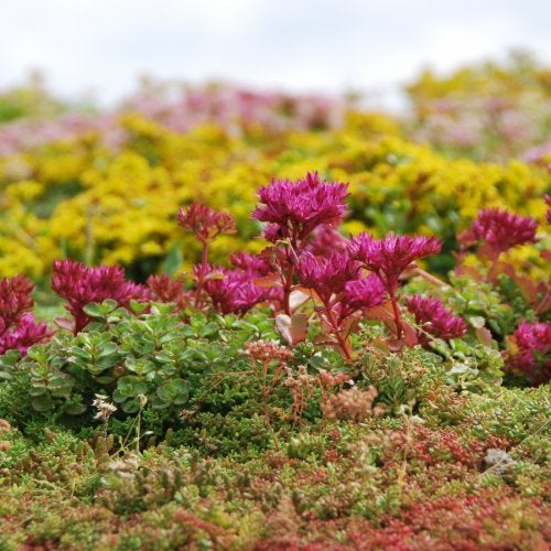 140 Sedum mix plugjes 4x4 cm, Tuin en Terras, Bodembedekkers, Volle zon, Vaste plant, Ophalen of Verzenden