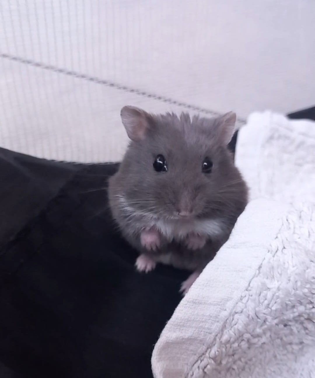 TAM MEISJES HAMSTER TE KOOP, Dieren en Toebehoren, Knaagdieren, Hamster, Februari, Vrouwelijk, Tam