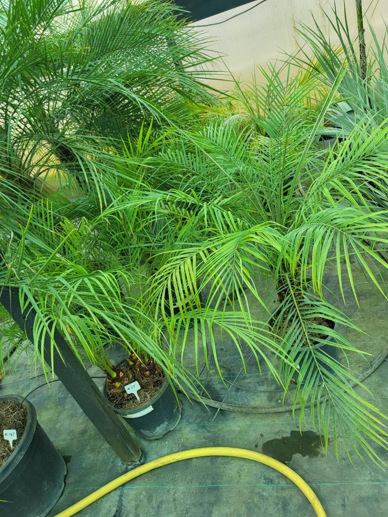 Phoenix roebelenii, stam 10/ 20 cm, totaal 70/80, Tuin en Terras, Ophalen