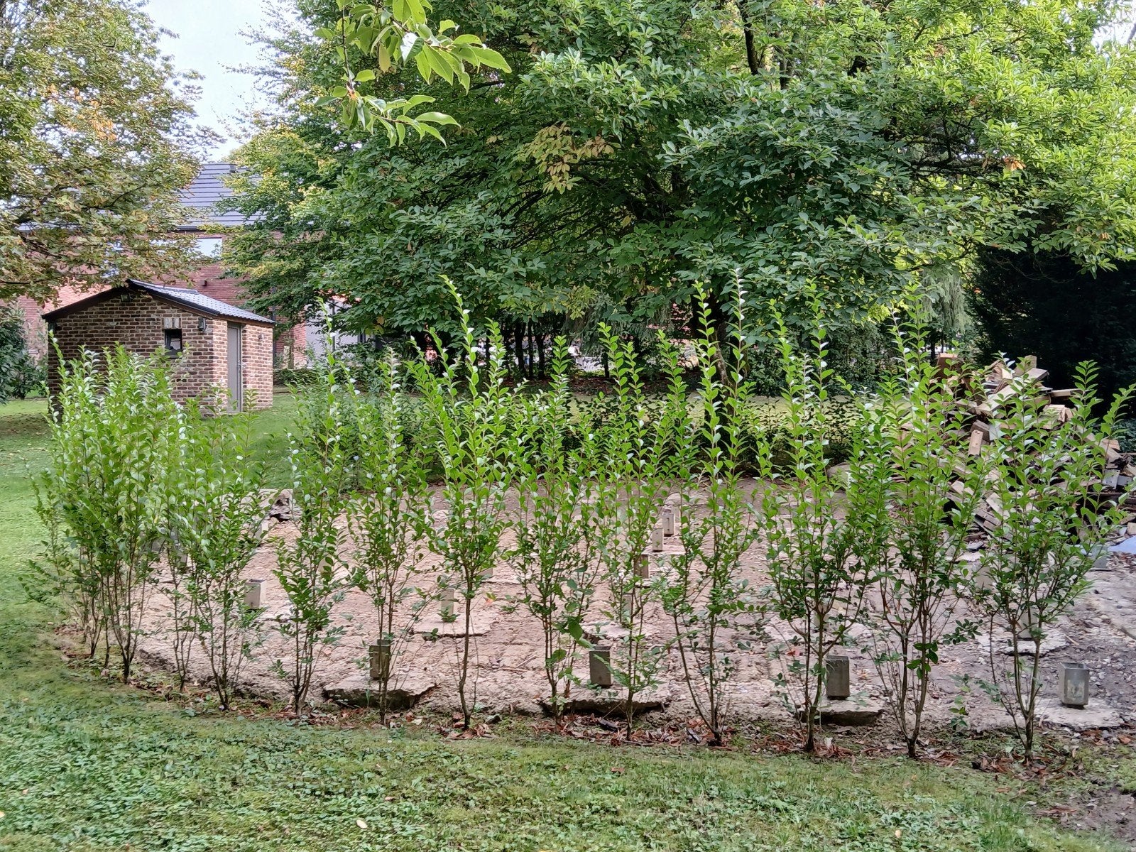 Ligustrum, Jardin & Terrasse, Enlèvement