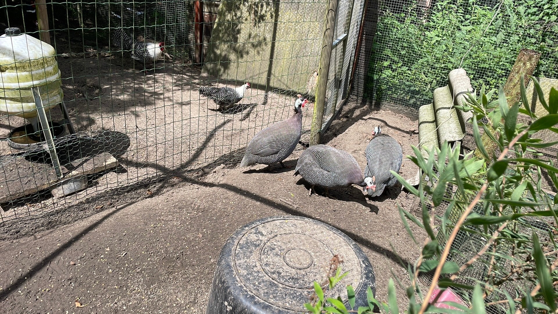 Trio parelhoenders