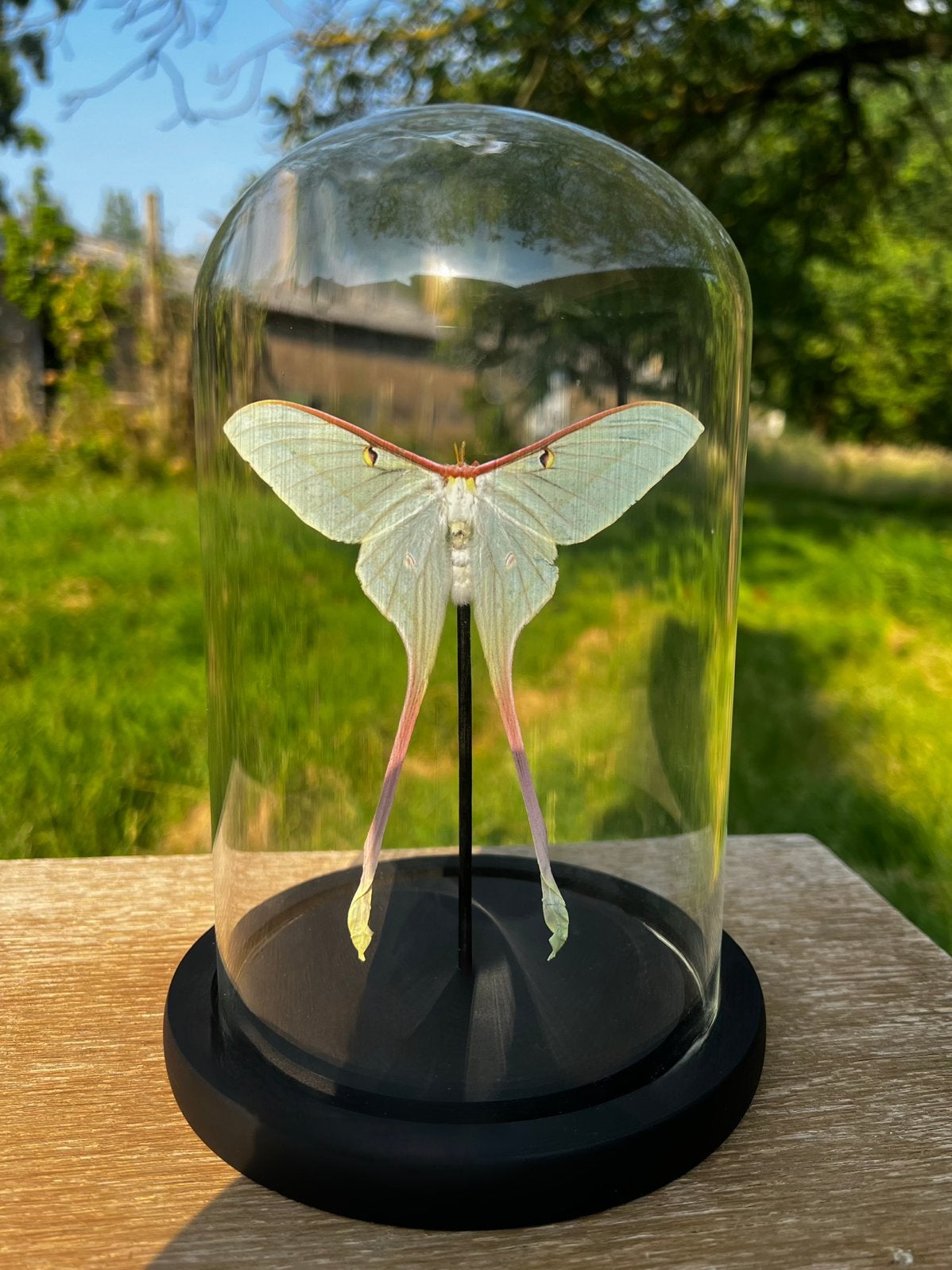 Opgezette vlinder - Actias Dubernardi, Verzamelen, Ophalen of Verzenden, Nieuw, Insect, Opgezet dier