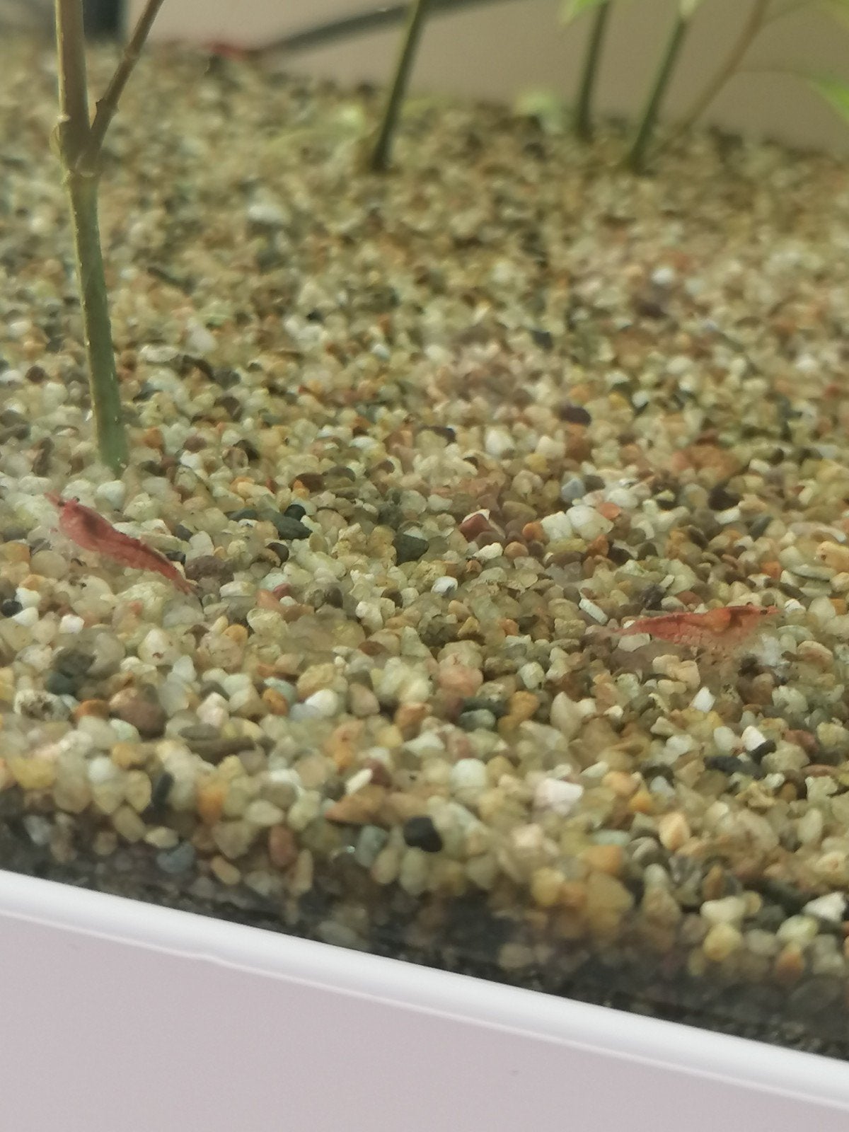 Lichtrode + wildkleur neocaridina garnalen