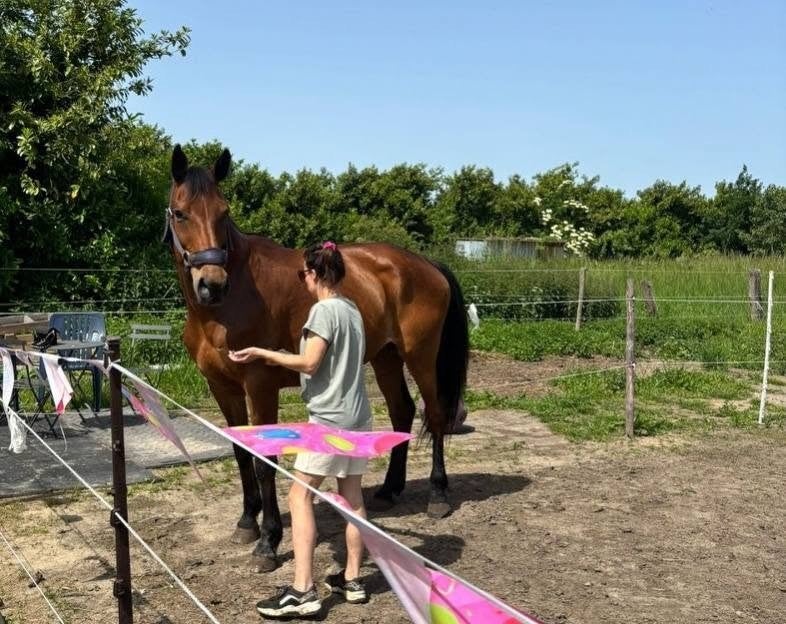 14 jarige merrie te koop of te ruil, Zadelmak, 11 jaar of ouder, 165 tot 170 cm, Merrie