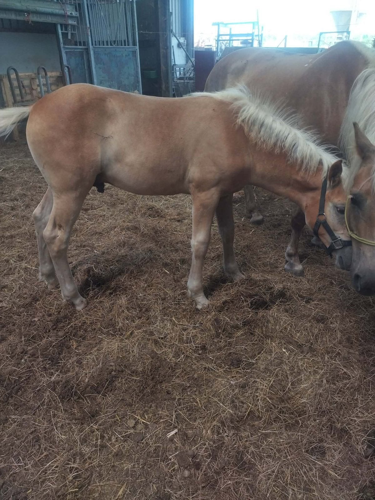 Haflinger veulen 4 maanden, Étalon