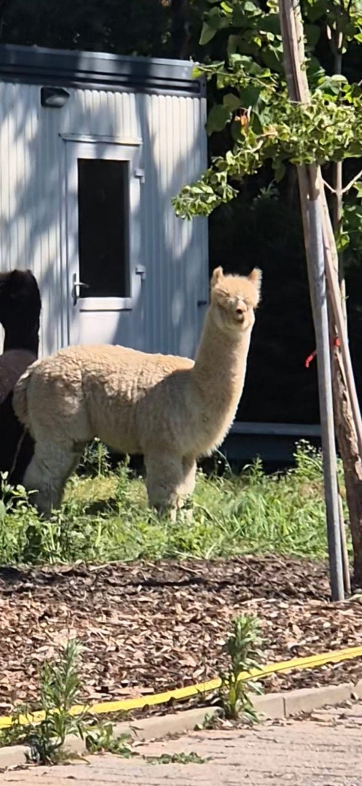 Alpaca dekhengst te koop., Dieren en Toebehoren, Overige Dieren, Augustus, Mannelijk