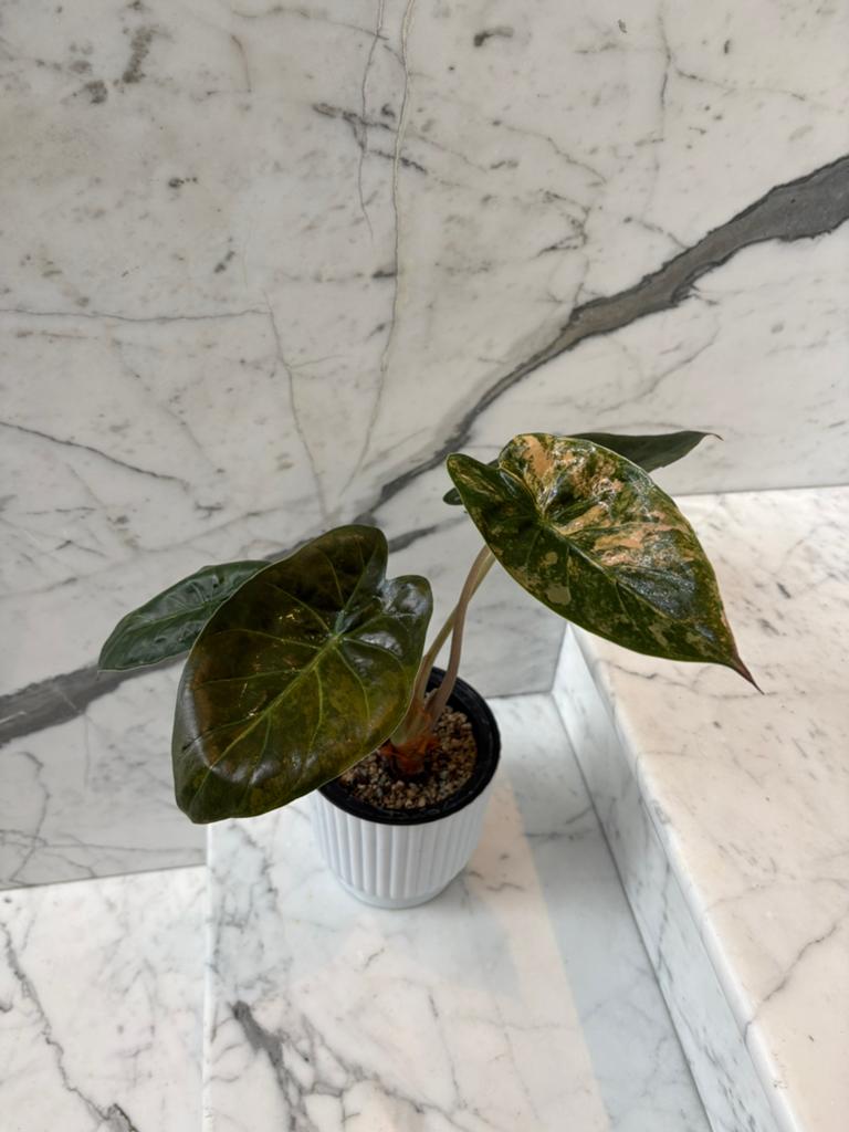 Alocasia Wentii Variegata (Aurea), Autres espèces, Enlèvement ou Envoi, Moins de 100 cm, Plante verte