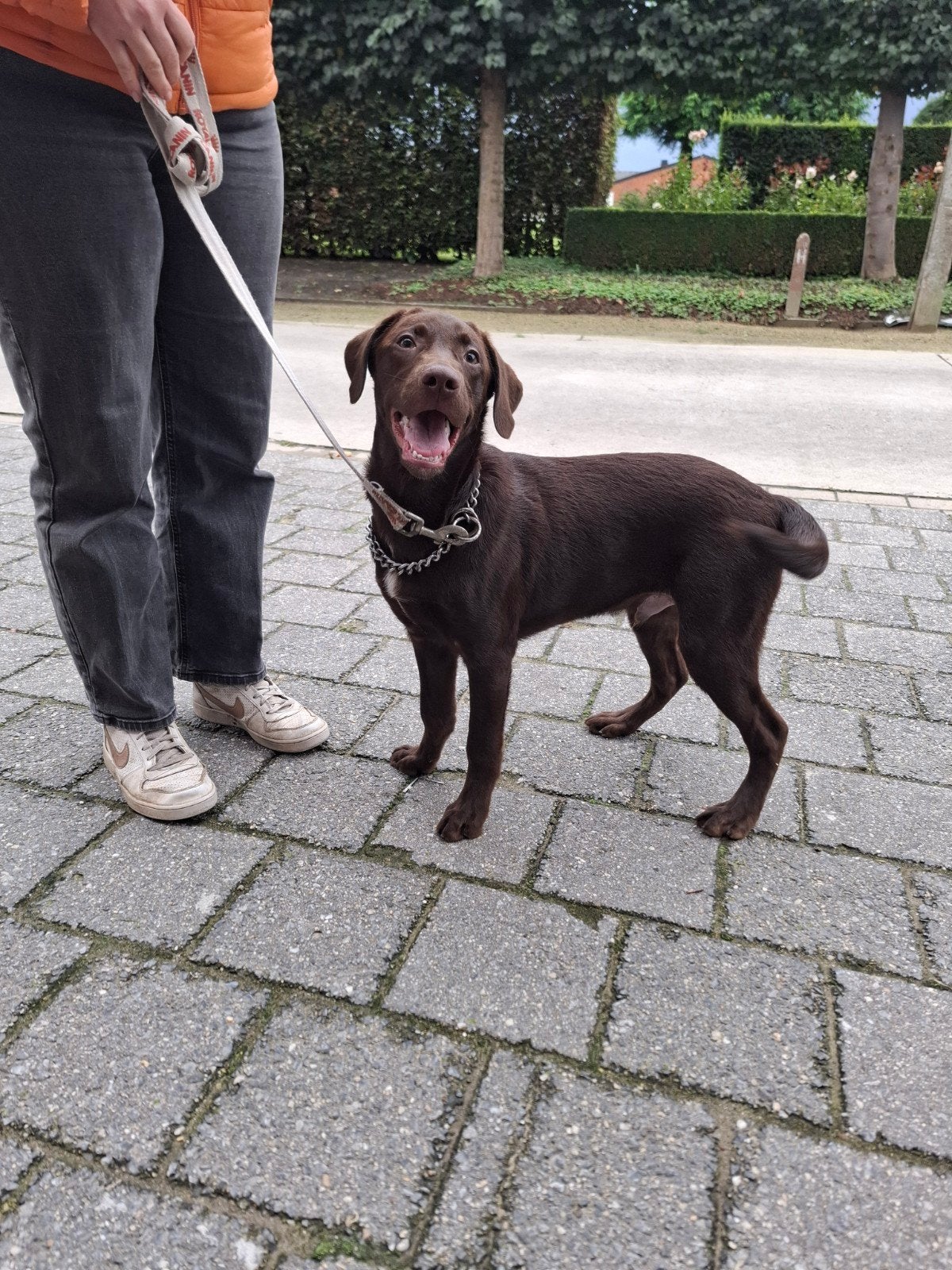 labrador puber pup, Dieren en Toebehoren, België, Reu, CDV (hondenziekte), 8 tot 15 weken