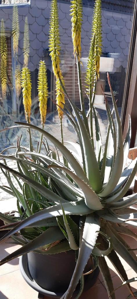 Grand aloe vera avec pot, Enlèvement, Comme neuf