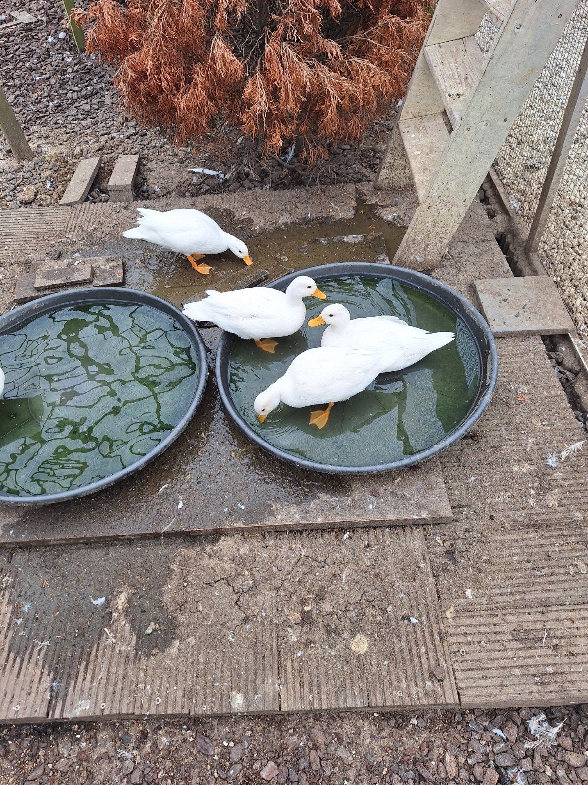 Te koop hollandse Kwakers, Dieren en Toebehoren, Pluimvee