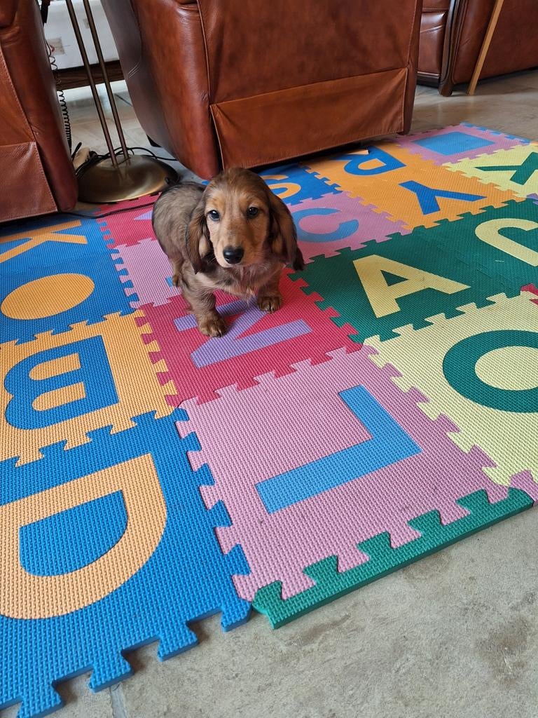 Langharige dwergteckel pups, Parvo, België, 8 tot 15 weken, Dwerg
