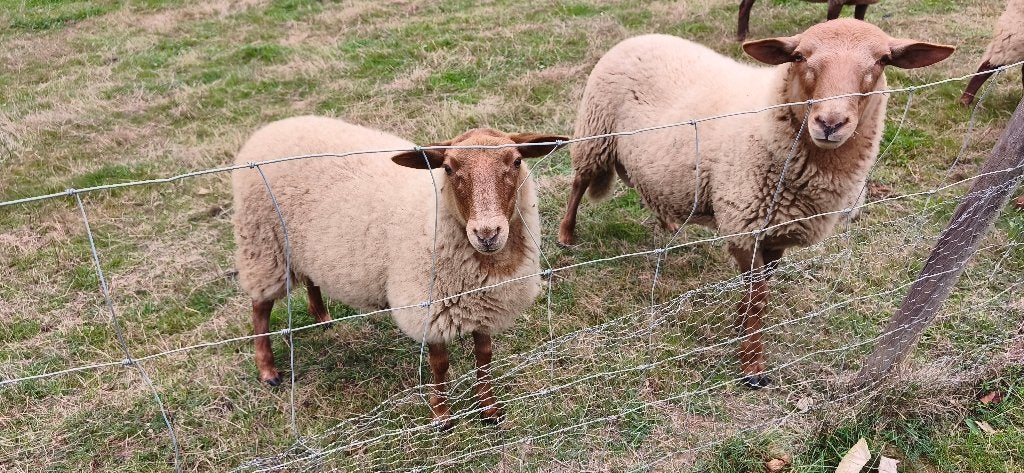 Jeunes moutons, Animaux & Accessoires, Plusieurs animaux, Mouton, 0 à 2 ans