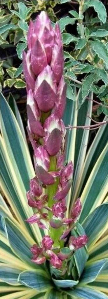 Yucca Gloriosa variegata, Enlèvement, Plein soleil