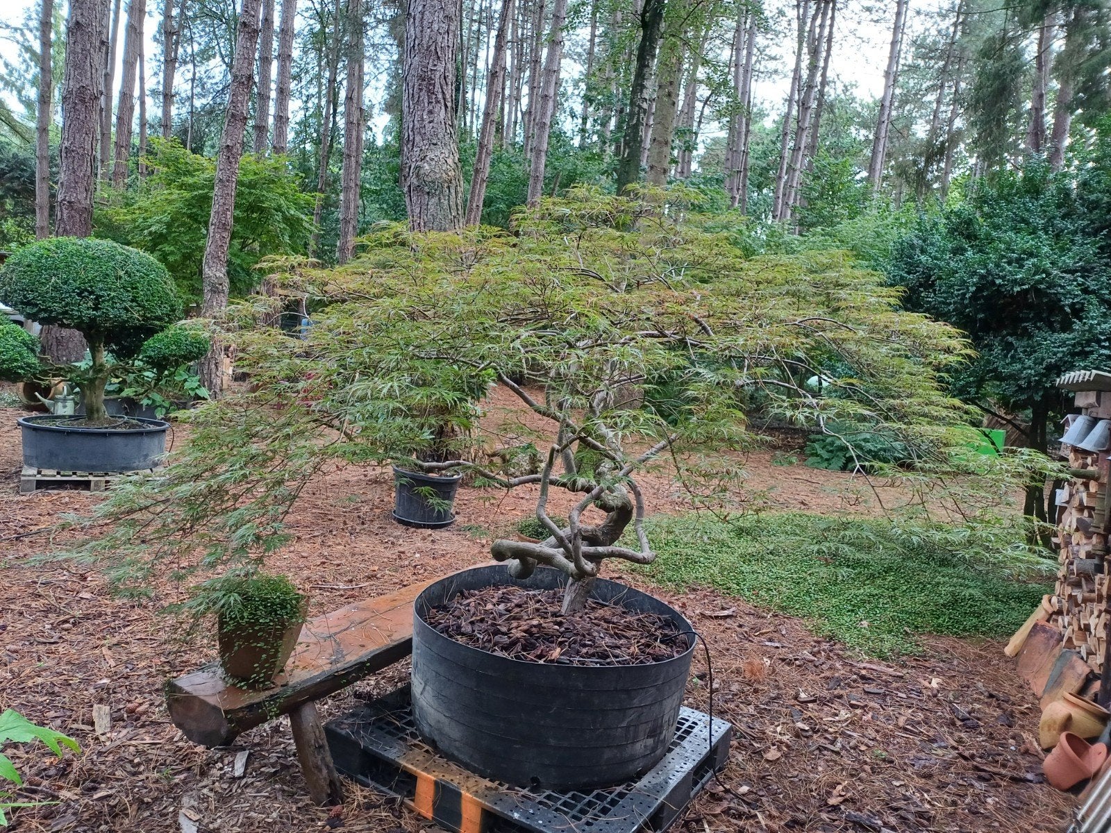 japanse esdoorn bonsai, Tuin en Terras, Ophalen