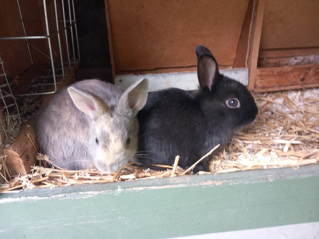 Dwergkonijnen, Dieren en Toebehoren, Konijnen, Mannelijk, Dwerg