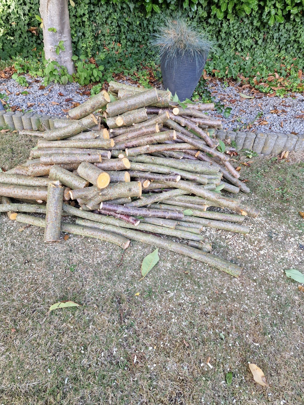 Takken Japanse kerselaar, Tuin en Terras, Minder dan 3 m³, Ophalen, Overige houtsoorten, Takken