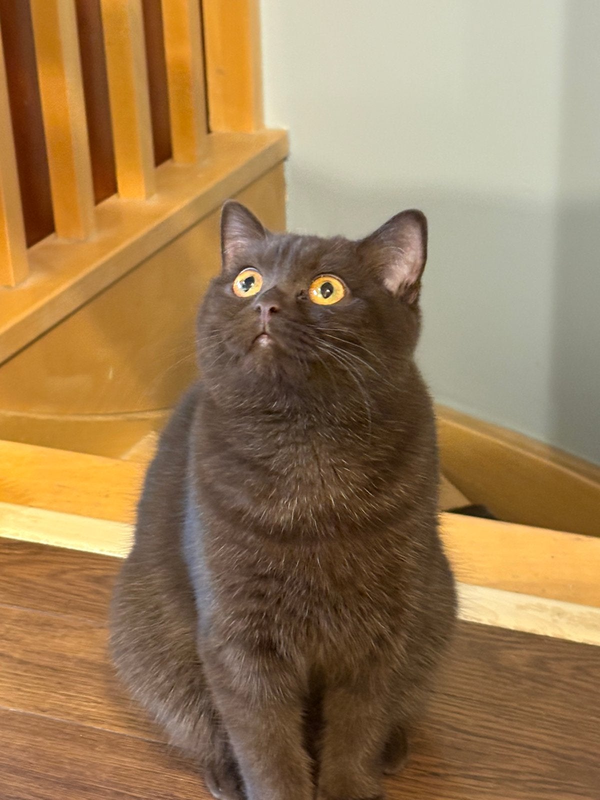 Brits korthaar met stamboom, Animaux & Accessoires, Chats & Chatons | Chats de race | Poil ras, Chatte ou Chat, Avec pedigree