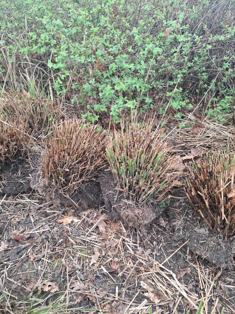 Miscanthus sinensis, Tuin en Terras, Ophalen