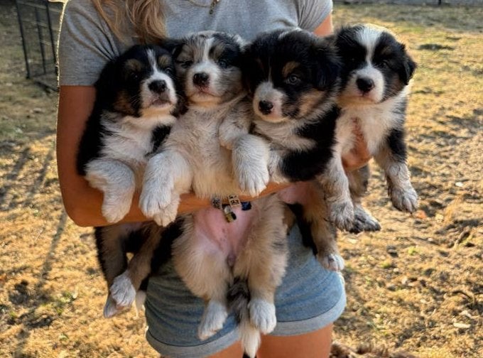 Australische herder pups met stamboom, Dieren en Toebehoren, België, Reu, 8 tot 15 weken, Meerdere